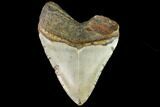 Fossil Megalodon Tooth - North Carolina #109846-1